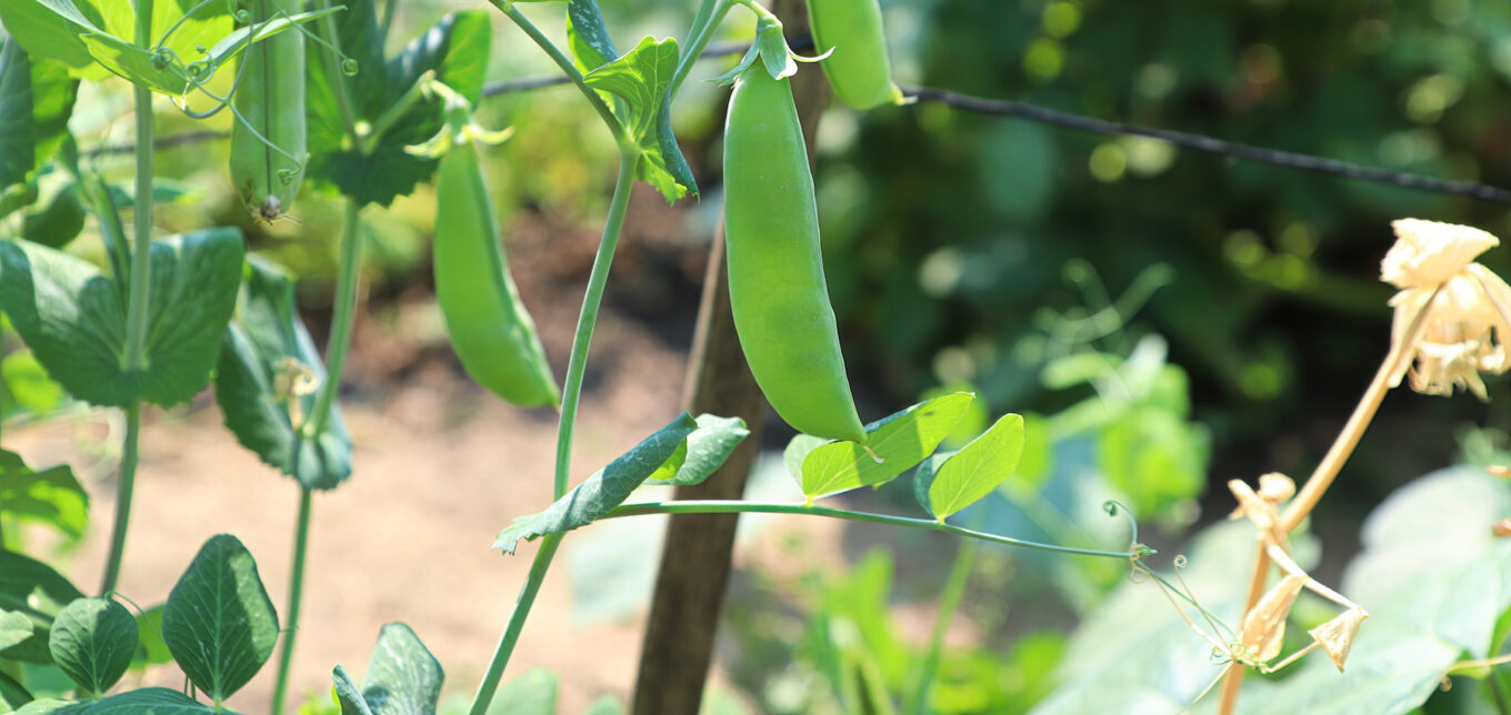 Heirloom Pea Varieties – Mother Earth News - Vimarsana News